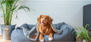 dog resting on pillow
